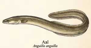 Aal – Wissenschaftliche Illustration