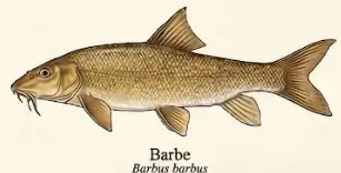 Barbe – Wissenschaftliche Illustration