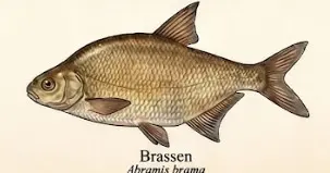 Brassen – Wissenschaftliche Illustration