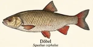 Döbel – Wissenschaftliche Illustration