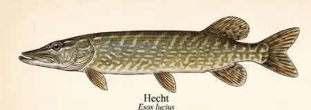 Hecht – Wissenschaftliche Illustration