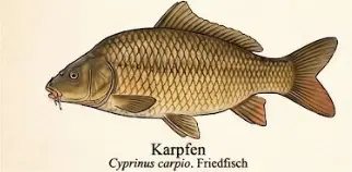 Karpfen – Wissenschaftliche Illustration