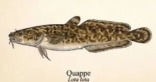 Quappe – Wissenschaftliche Illustration