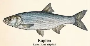 Rapfen – Wissenschaftliche Illustration