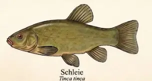 Schleie – Wissenschaftliche Illustration