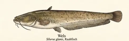 Wels – Wissenschaftliche Illustration