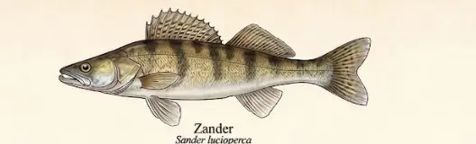 Zander – Wissenschaftliche Illustration